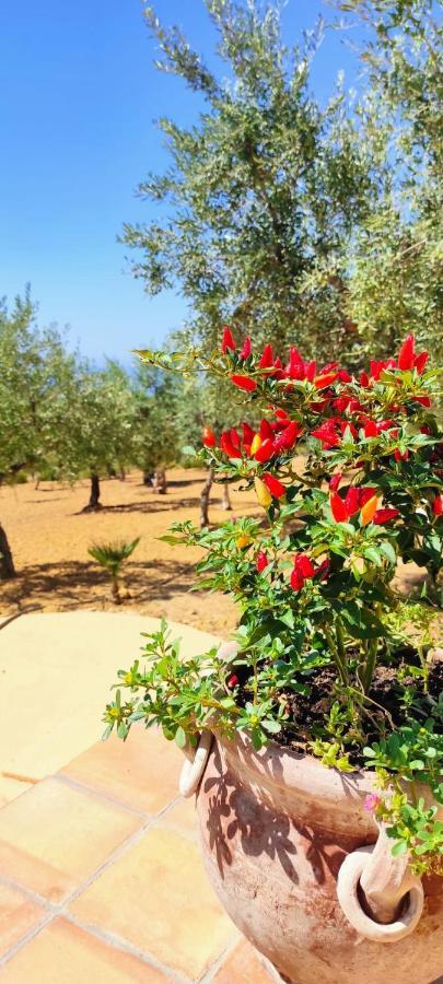 Villa Immersa In Oliveto Vista Mare Sciacca Εξωτερικό φωτογραφία